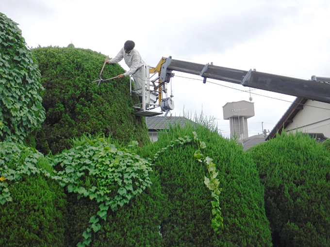 熊本市北区Y様邸　植木剪定作業