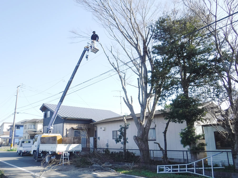 熊本市内 N様邸　高木樹木の伐採作業