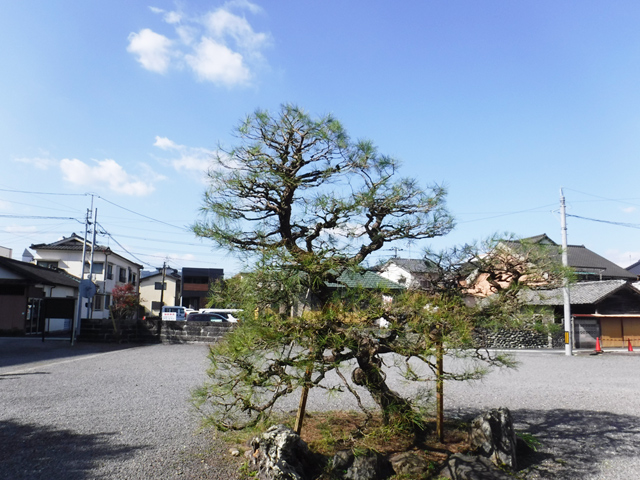 熊本県内 お寺の黒松剪定