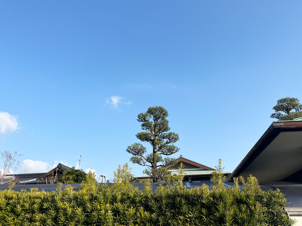 熊本市南区 マキの定期剪定