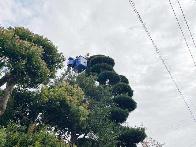 合志市 マキとヤマモモの剪定