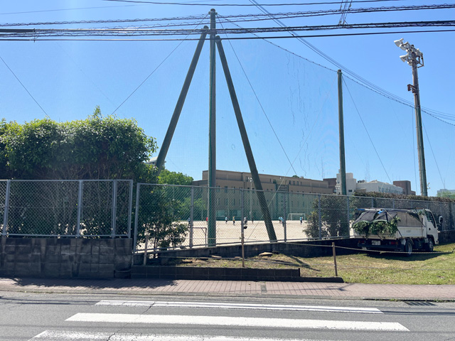 熊本市大学 ナギの伐採