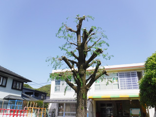 熊本市K保育園イチョウ剪定作業