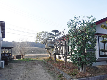 熊本市中央区　メタセコイア剪定