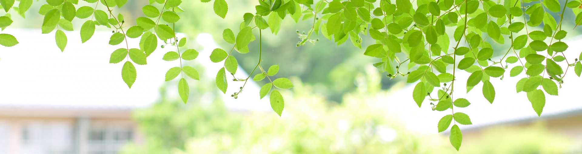 熊本市内のお庭のこと、植木の手入れ、植栽、外構工事/エクステリアは、地域密着型の企業、タニムラ庭苑へ