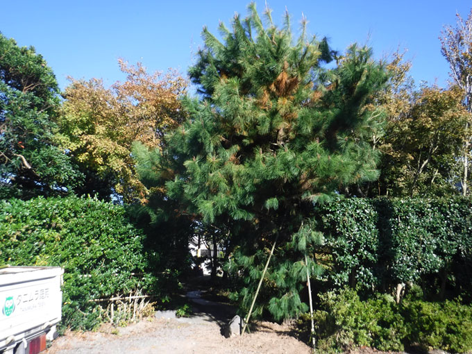 熊本市南区S様邸 赤松移植工事