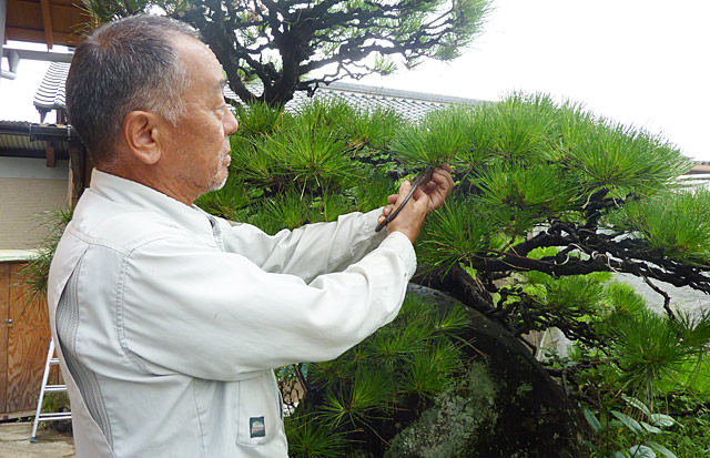 当社の庭師による植木剪定イメージ